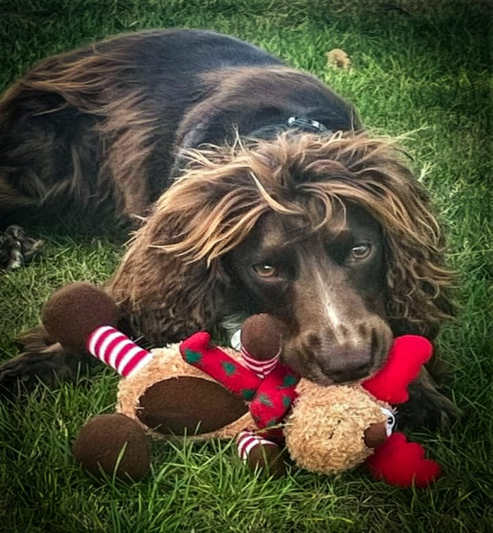 A brown spaniel lying on the grass with a Scarlaroo reindeer toy