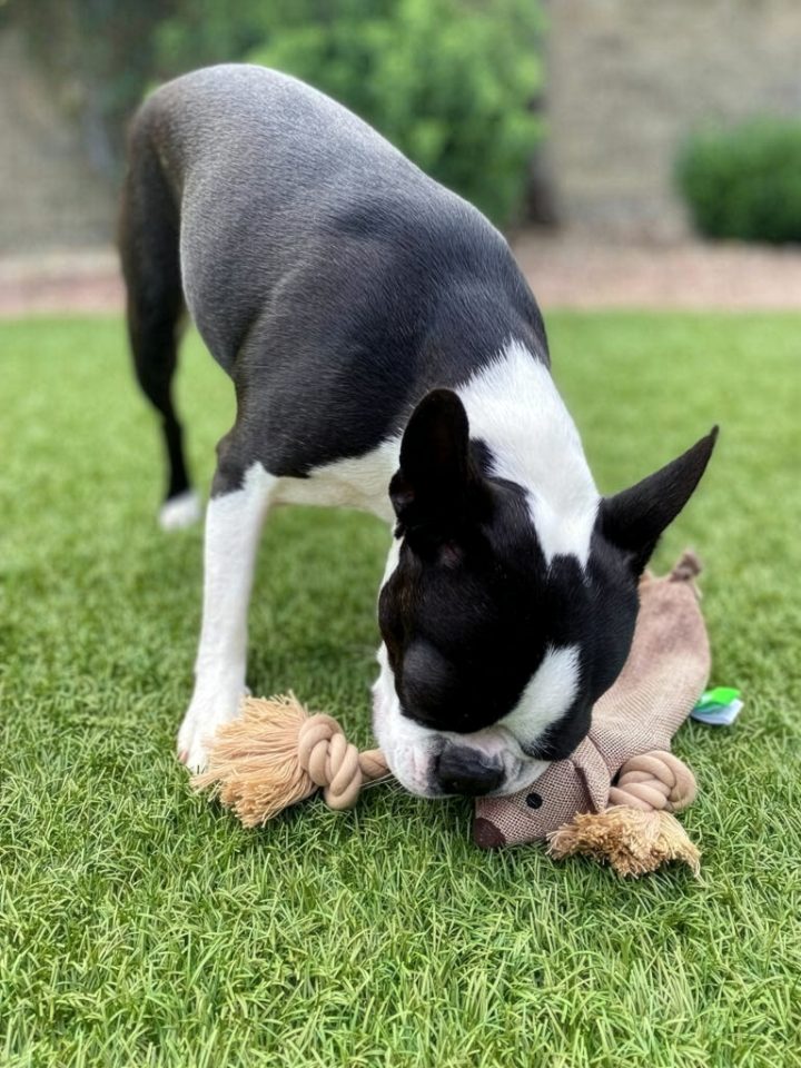A Boston terrier playing with a Scarlaroo rope toy on the grass