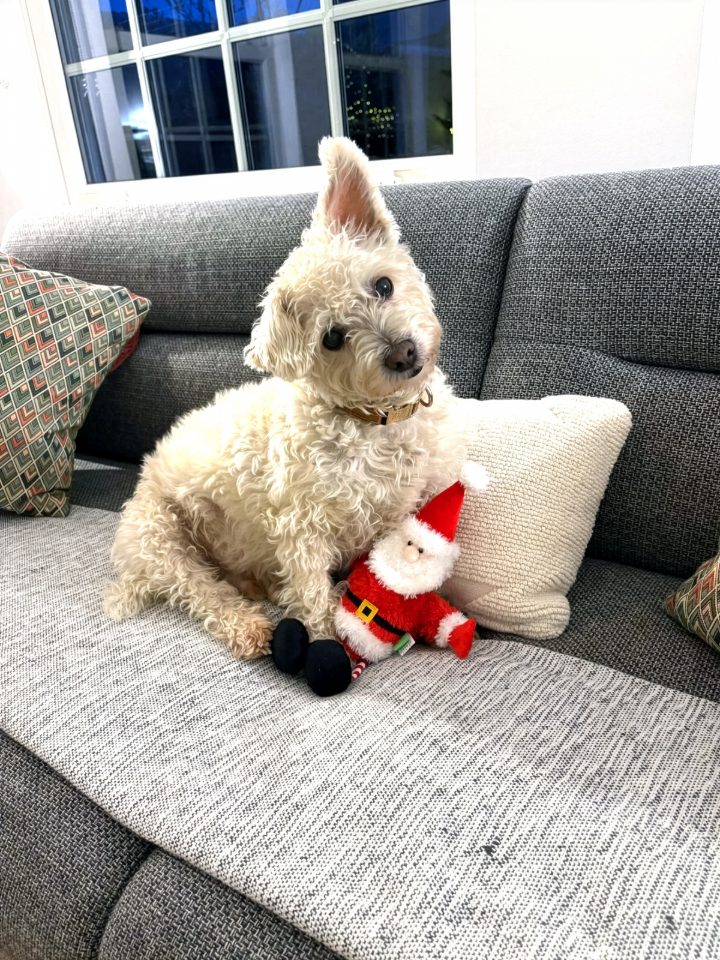A small white dog on the sofa with the Scarlaroo Santa Claus toy