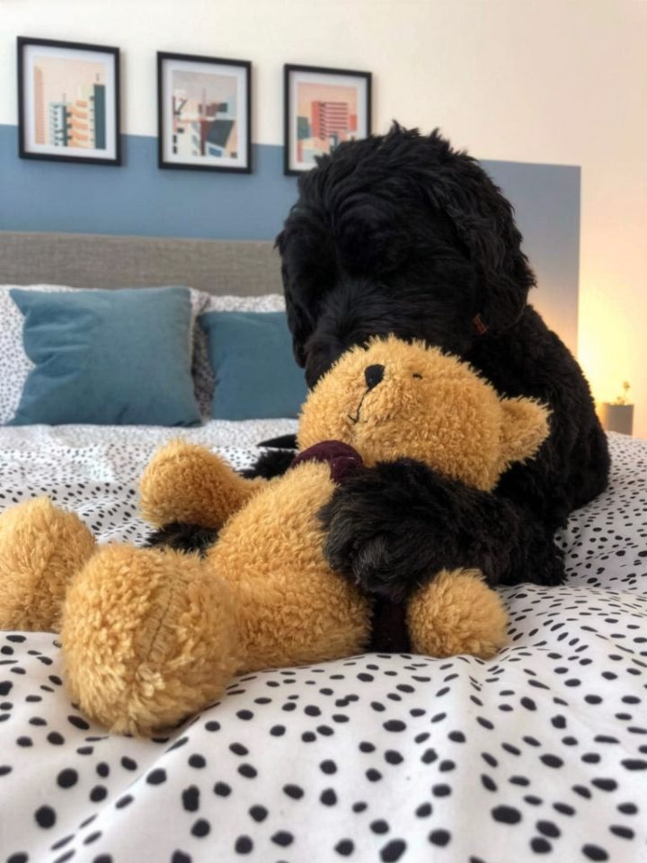 A black dog cuddling a Scarlaroo teddy on the bed