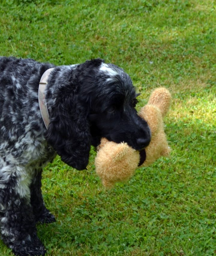 A spaniel carrying a Scarlaroo teddy across the lawn